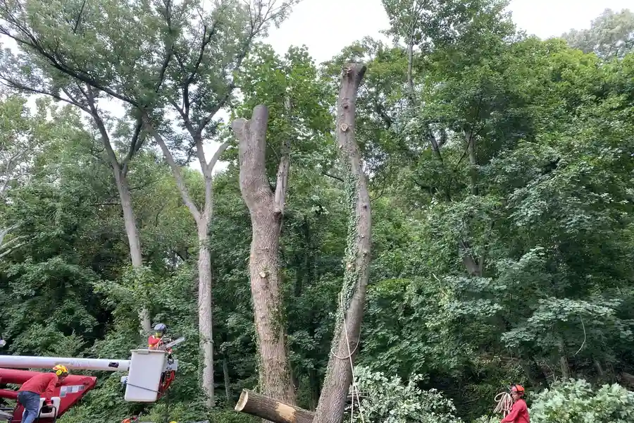 Our tree service at work in Southampton Township, NJ